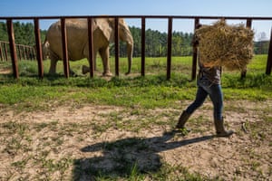 A keeper carries straw, at the Elephant Sanctuary, Hohenwald.