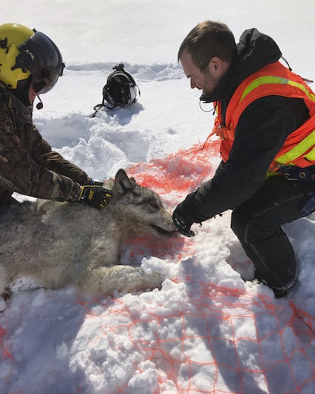'We want to live with them': wolves airdropped into US to tackle moose problem 2250