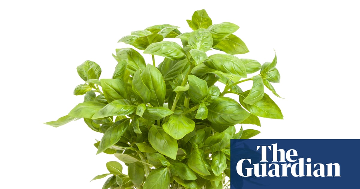 Houseplant hacks: does dividing supermarket basil help it survive?