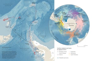 Tracking elephant seals across the Southern Ocean in Where the Animals Go.