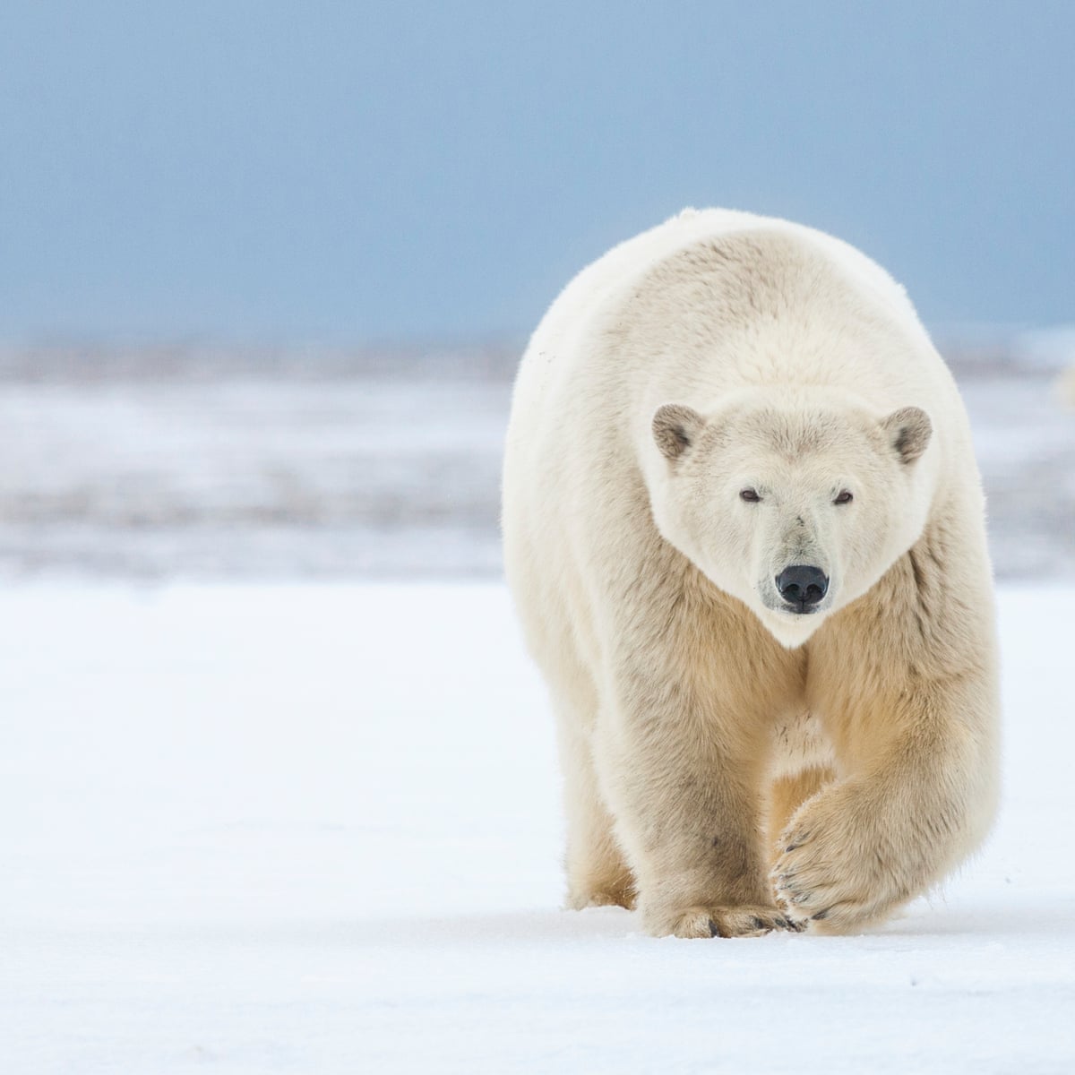 berring sea originals fish and polar bear and hunter vs. Ringed Seal Animal adaptations help animals stay alive by protecting them from predators or making it easier to catch prey Polar Bears Are Suffering from