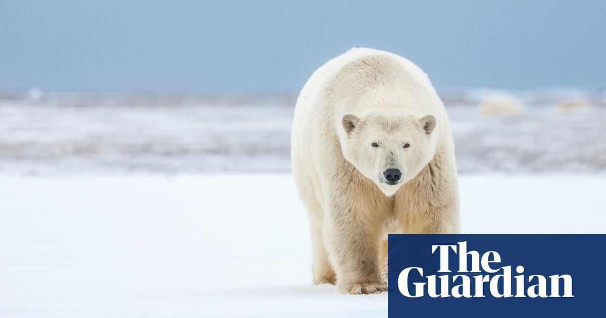 Alaskan mother and son killed in first fatal polar bear attack in 30 years