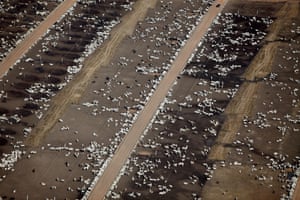 Cattle in the Brazilian Amazon.