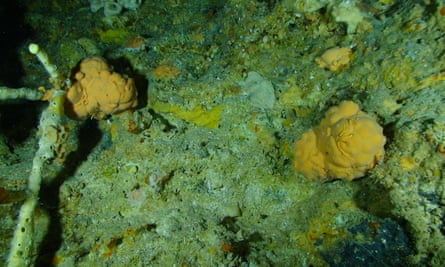 Ceratoporella nicholsoni sea sponge