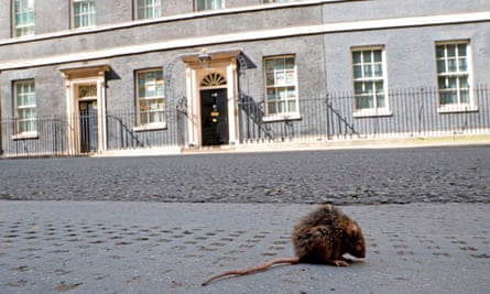 A rat on the pavement in Downing St