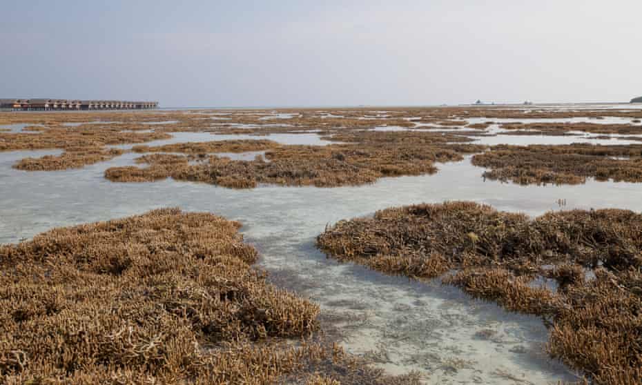 Bleached coral seen at low tide on Hudhuranfushi Island, North Male atoll. Bleaching events are becoming more frequent and severe due to sea temperature change.