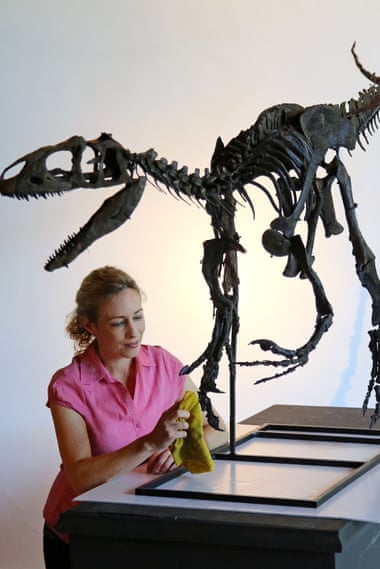 Lindsay Hoadley of Summers Place Auctions prepares the allosaurus skeleton.