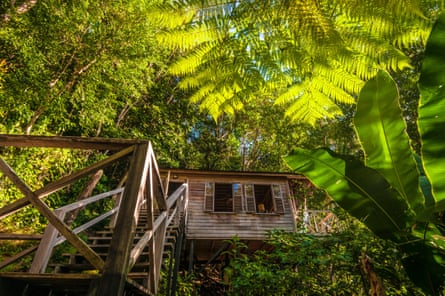 Wooden stairs lead up to a bungalow in a rainforest