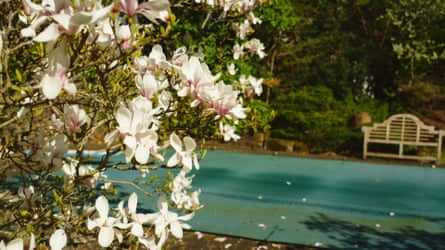 A swimming pool in a garden, with a magnolia plant in focus at the front and a bench visible on the opposite side of the pool, in front of a blanket of trees