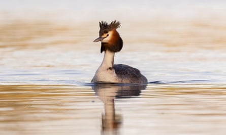 ‘Places with a diversity and abundance of bird and tree species yielded less anxiety and better mood than less species-rich areas.’