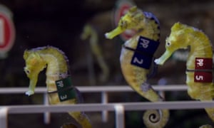 seahorse race