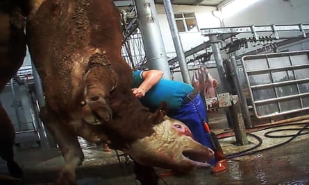 A cow exported from France is suspended by its leg in a Turkish abattoir