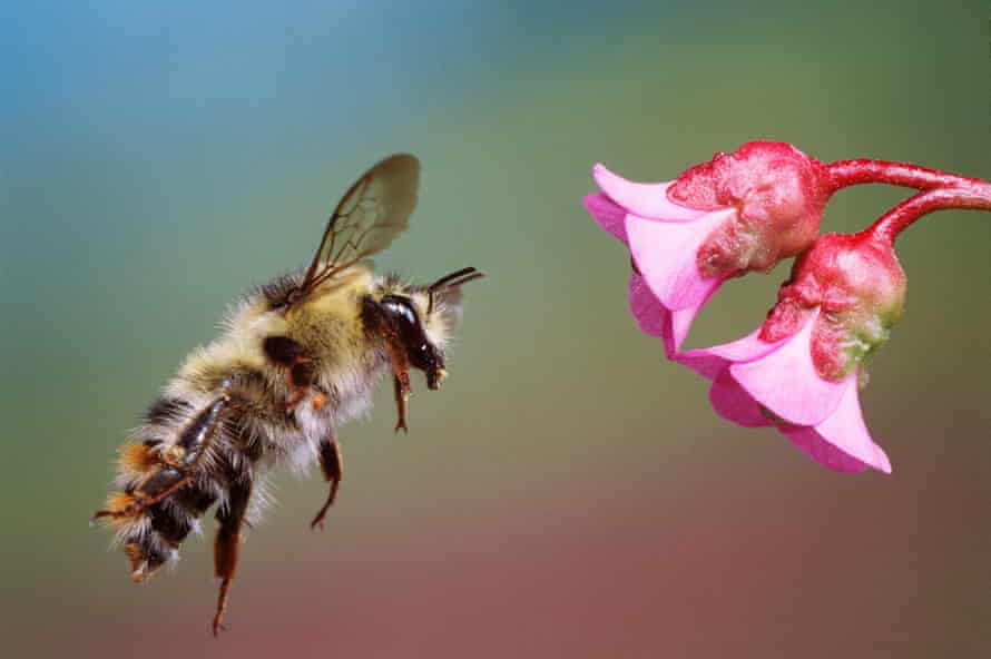 Researchers believe the number of bumblebees, leafcutters and mason bees will fall as temperatures rise.