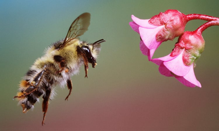 Researchers find that bumblebees’ body size could make them more vulnerable in a warming world