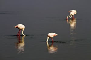 Flamingos at Amboseli National Park, Nairobi, Kenya. Kilimanjaro's melting glacier is turning the park into a wetland, with drastic consequences for wildlife and the environment
