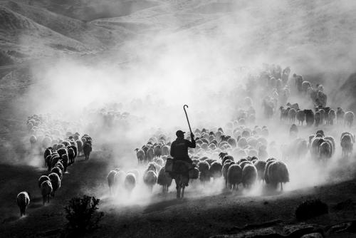 A black and white image of a shepherd taking a flock for milking