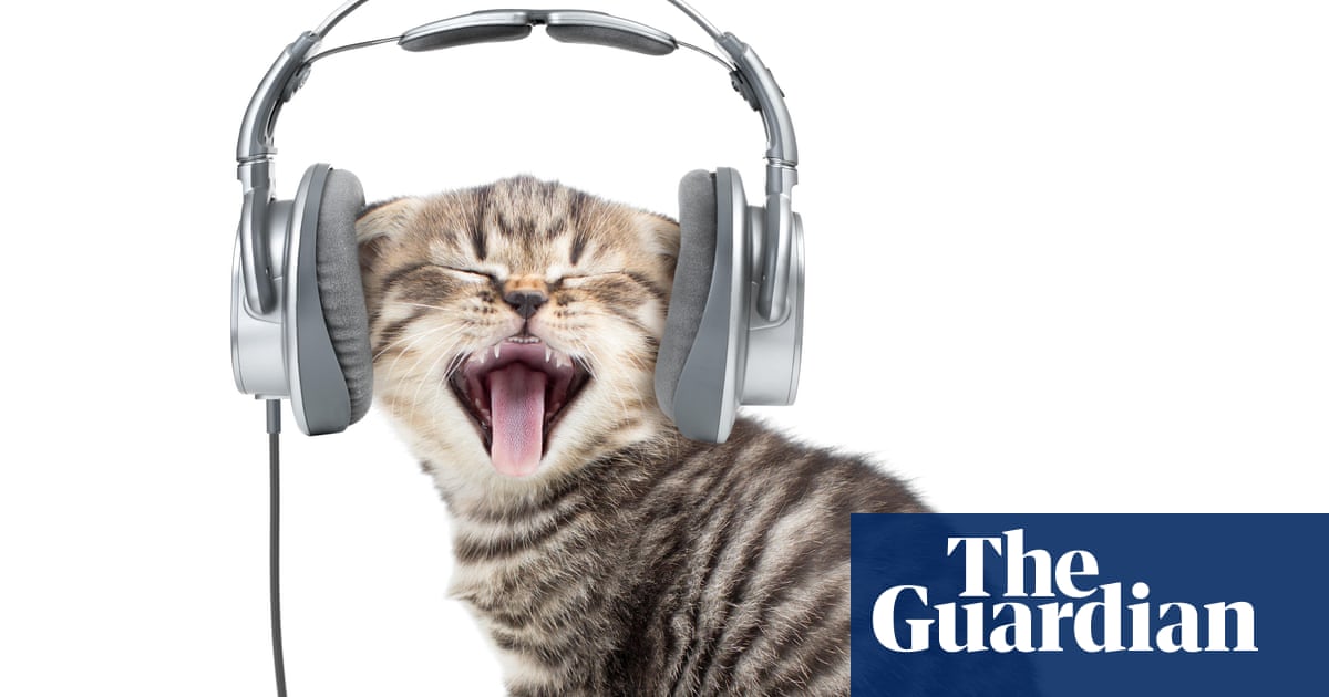 Feline Groovy One Man S Kickstarter Quest To Make The Purrfect Music For Cats Life And Style The Guardian