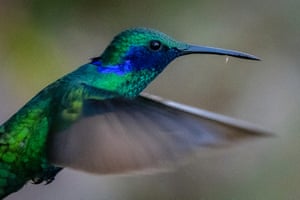 Um beija-flor ciano paira sobre o morro Monserrate, em Bogotá, Colômbia. A Colômbia é o país com a maior diversidade de aves do mundo, abrigando cerca de 1.934 espécies diferentes de aves, um quinto do total conhecido.
