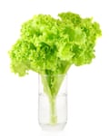 Can lettuce water help you sleep?