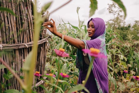 A young woman in a purple shawl trains plants up a garden fence