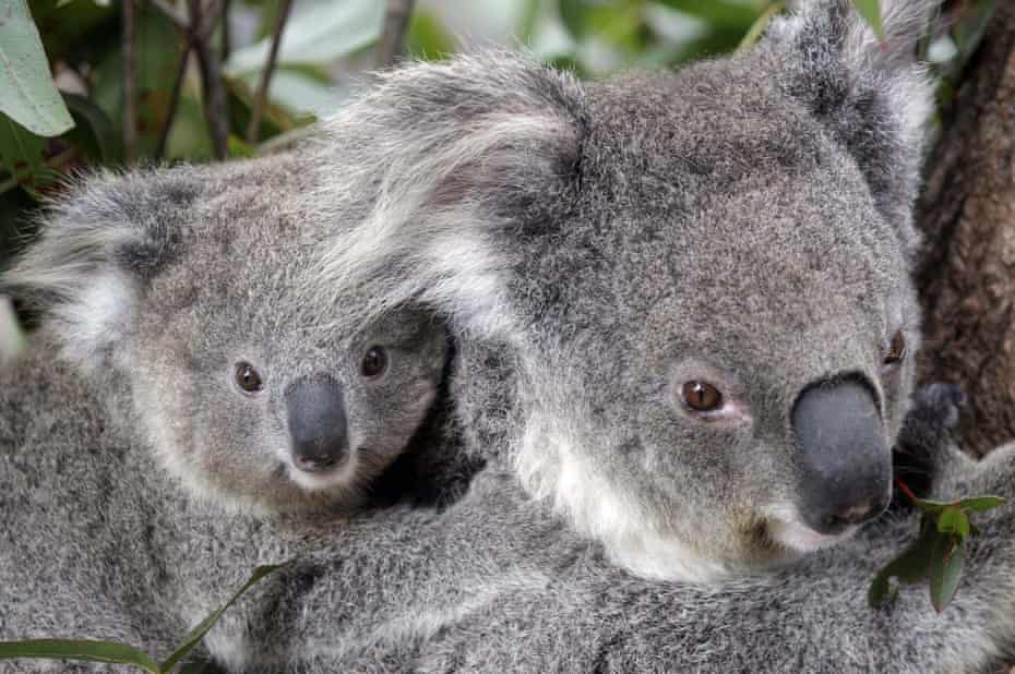 Two koalas in a tree