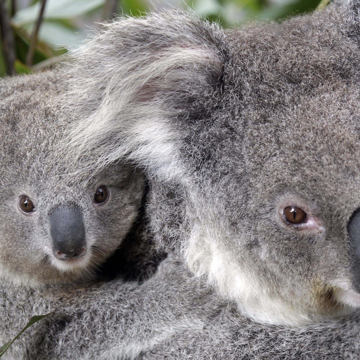 Absolute Tragedy Hundreds Of Koalas Feared Dead After Nsw Bushfires Wildlife The Guardian