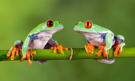 Sounds unfamiliar: red-eyed tree frogs, native to South and Central America.