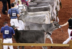 International brown swiss cows are paraded during the World Dairy Expo in Madison, Wisconsin