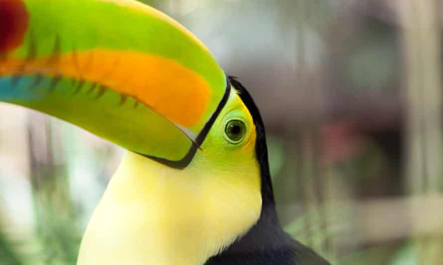 Rainforests help protect against global heating as well as being a vital habitat for critters, such as this gorgeous toucan, and forest-dwelling humans.