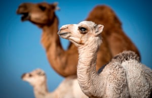 Western Sahara, MoroccoA camel calf is seen among a herd in the desert near Dakhla in Morocco-administered Western Sahara.