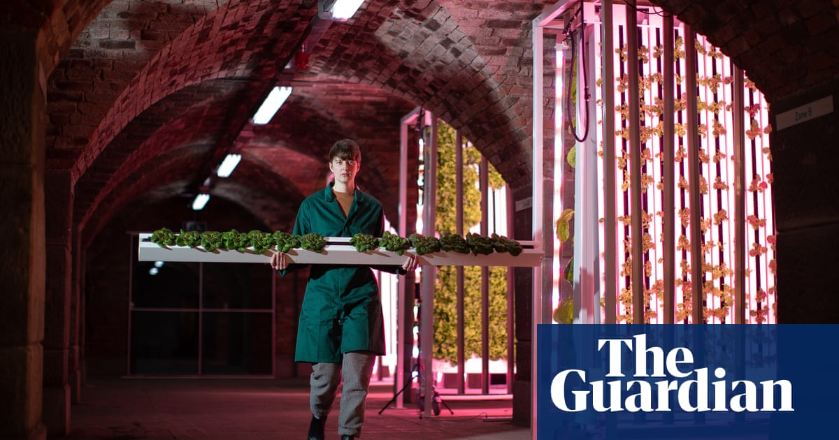 'This is the farming of the future': the rise of hydroponic food labs | Environment | The Guardian
