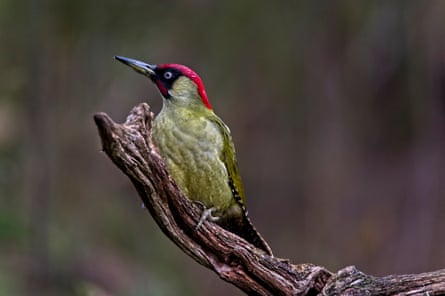 A green woodpecker perched on a branch.
