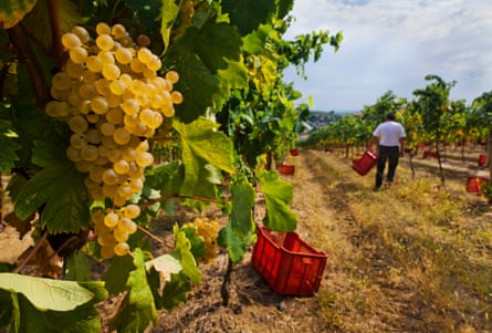 Harvesting grapes for prosecco in the Treviso district.