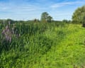 Lush green growth by the River Nene