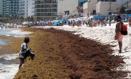 Florida beaches brace for 5,000-mile blob of seaweed to deposit rotting goop