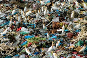 Birds scavenge at a landfill site in Aceh, Indonesia. Only 9% of all plastic waste ever produced has been recycled. About 12% has been incinerated, while the rest - 79% - has accumulated in landfills, dumps or the natural environment.