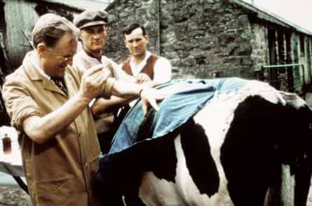 ‘Everything in the show was real’ … Robert Hardy gets to grips with a cow in 1978.