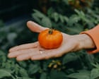 I was enjoying growing vegetables. Then the climate crisis raised its ugly head | Bim Adewunmi