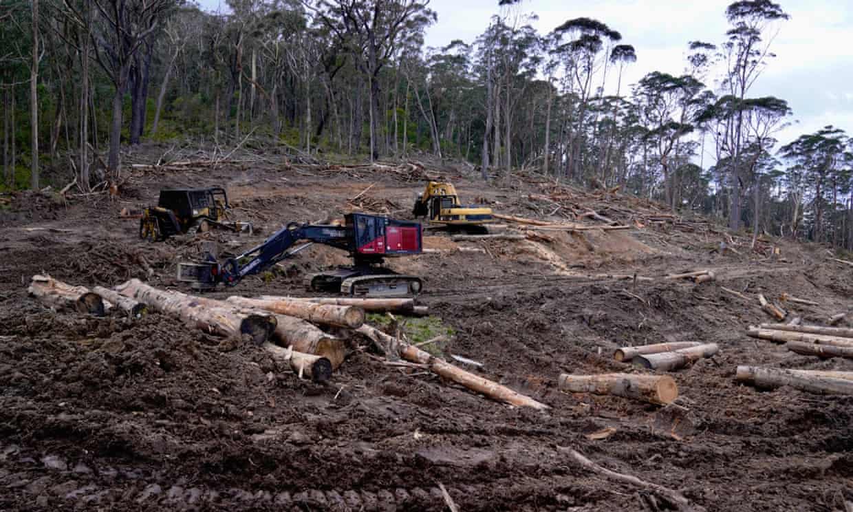 Home of endangered marsupial hit by state-sanctioned logging in New South Wales Home of endangered marsupial hit by state-sanctioned logging in New South Wales