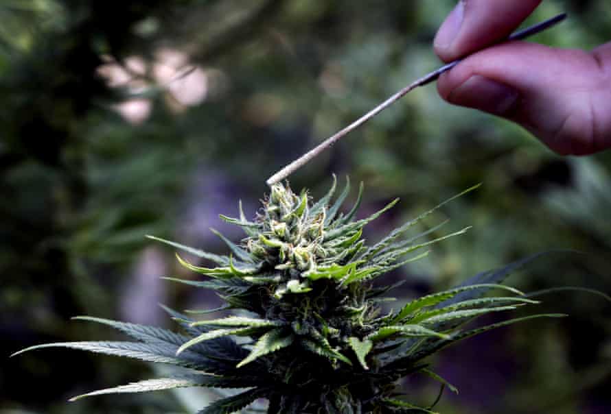A hemp plant being pollinated in the US