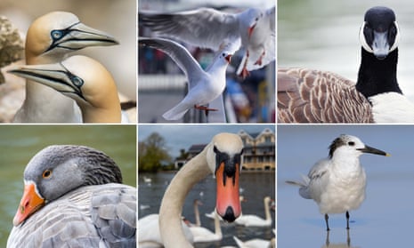 Flu victims … clockwise from top left, gannets, black-headed gulls, canada goose, sandwich tern, mute swan and greylag goose.