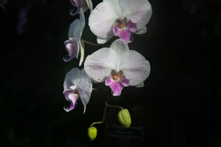 Gros plan d'une orchidée rose pâle