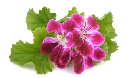 Sentez le parfum : le géranium rosat, dont les feuilles forment un breuvage délicatement aromatique.