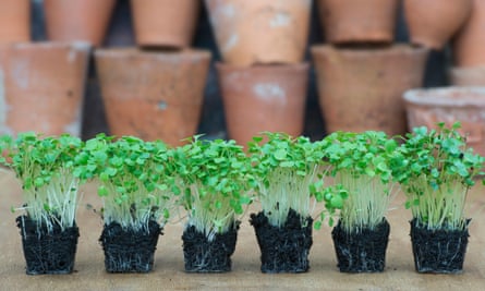 Micro salad seedling plugs.