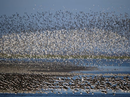Avian superhighway: UK’s ‘pitstop’ for migrating birds seeks Unesco standing | Atmosphere Avian superhighway: UK’s ‘pitstop’ for migrating birds seeks Unesco standing | Atmosphere