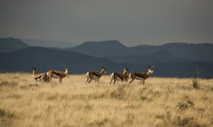 Springbuck on the plateau at the Mountain Zebra National Park outside Cradock