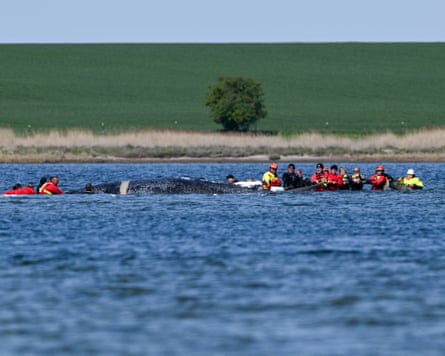 Volunteers stand next to Timmy before being transported by a barge