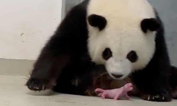 Berlin Zoo Celebrates Rare Birth Of Panda Twins Giant Pandas The Guardian Berlin Zoo Celebrates Rare Birth Of Panda Twins Giant Pandas The Guardian