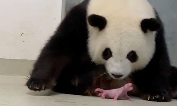 Berlin Zoo Celebrates Rare Birth Of Panda Twins World News The