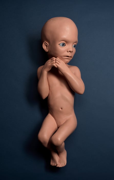 A model of a foetus